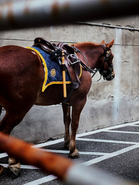 The Role of Quarter Horse Registries