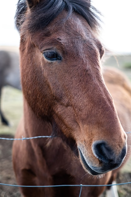 The Benefits of Horse Ownership