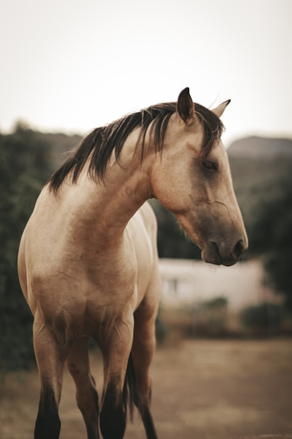 Joining a Quarter Horse Association
